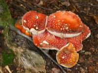 Fliegenpilz Anhäufung